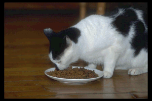 cat eating 