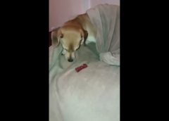 Dog tries to hide goody in my bed