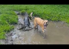 2 Dogs rolling in the mud – funny video