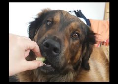 Dog hates vegetables – funny video