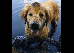 Dog is digging in the mud – funny video