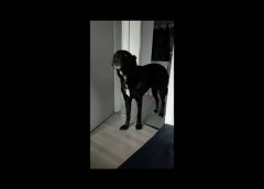 Dog howls with the fire siren – funny