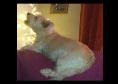 I love you DOG – funny howling dog